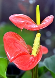 Anthurija skrbi kod kuće: što ako anthurium postaje žut?