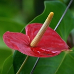Anthurija skrbi kod kuće: što ako anthurium postaje žut?