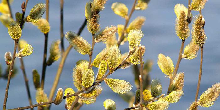 Palm Sunday: što učiniti