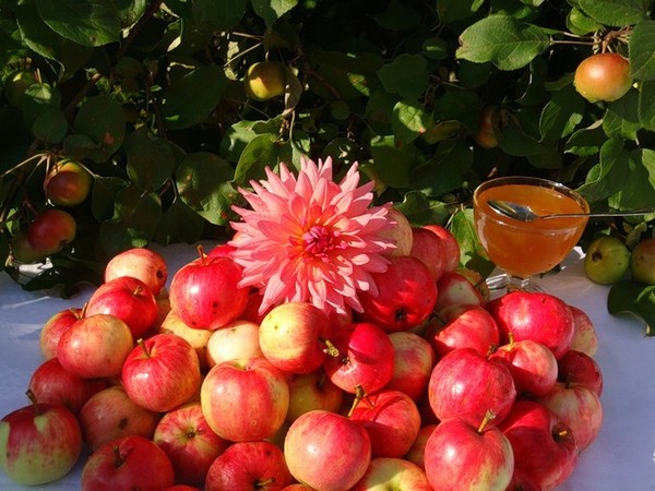 Apple Spas 2016 - povijest blagdana, tradicija, rituala, zavjera, molitava, znakova. Čestitamo Apple Spas-2016 u stihu i prozu - kratki SMS, smiješne kartice