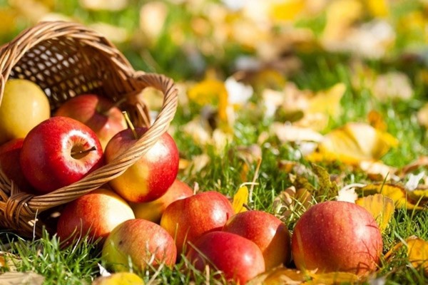 Apple Spasitelj, čestitke za SMS, kratke, smiješne. Čestitamo na Apple Blagdan u stihu i prozi Apple Spasitelj, čestitke za SMS, kratke, smiješne. Čestitamo na Apple Blagdan u stihu i prozi