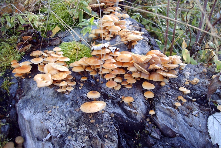 Otrovne gljive: lažni med agar, fotografija