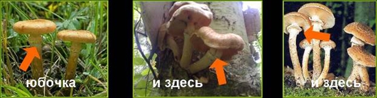 Otrovne gljive: lažni med agar, fotografija
