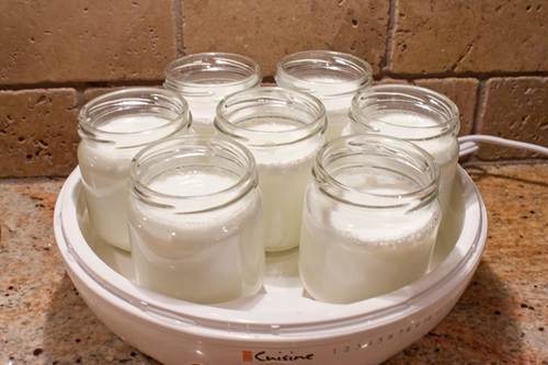 domaći jogurt u jogurtnitsi