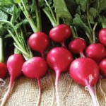 Kako pripremiti konzervirane rotkvice za zimu - foto recept za salatu s rotkvica