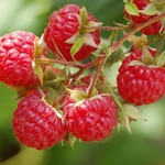 Kako pripremiti sok od maline za zimu