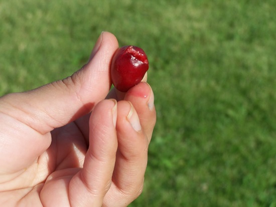 Mirisni kompot od višnje za zimu - recept