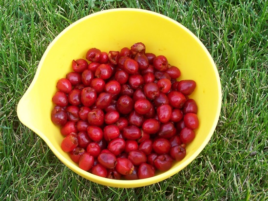 Mirisni kompot od višnje za zimu - recept