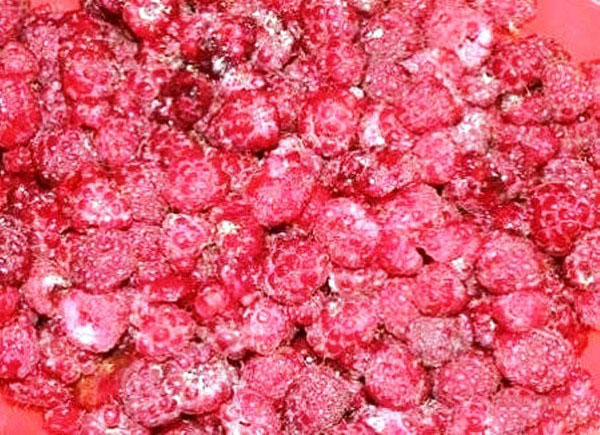 Maline s šećerom za zimu bez kuhanja, Pyatiminutka, u zamrzivaču. Recept za svježe maline, nasadno šećerom