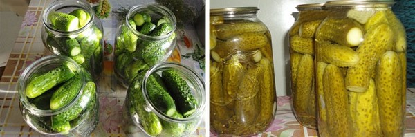 Krastavci su hladni put ispod kape najlona i metala. Krčkice na hladnom putu za zimu: sa senfom, vodkom, bez octom