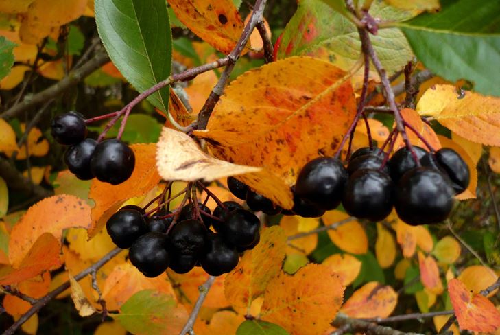 Korisni praznici za zimu: sirup od ašione žitarice