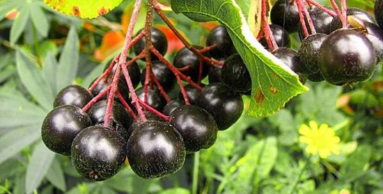 Korisni praznici za zimu: sirup od ašione žitarice