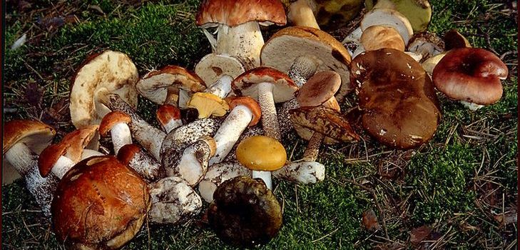 Recept za juhu od suhih gljiva, njegova korisna svojstva Recept za juhu od suhih gljiva, njegova korisna svojstva