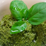 Pesto umak: recept