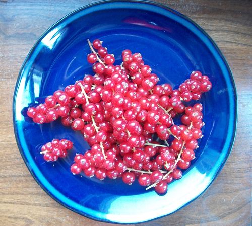 Jelly od crvenog ribizla