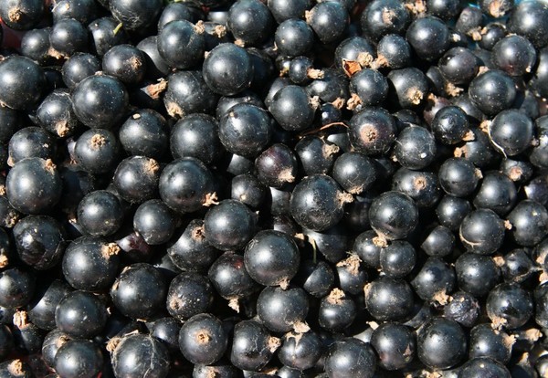 Vino od ribe u kući - crno, bijelo, crveno, bez kvasca i s njima. Jednostavni i tradicionalni recepti kuharskog vina boje ribizla
