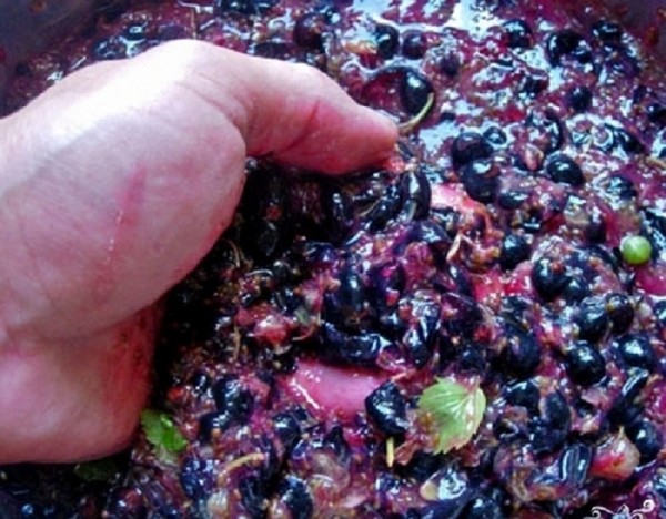 Vino od ribe u kući - crno, bijelo, crveno, bez kvasca i s njima. Jednostavni i tradicionalni recepti kuharskog vina boje ribizla