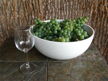 Recepti za kuharsko vino iz zelenog grožđa Kako napraviti vino iz zelenog grožđa