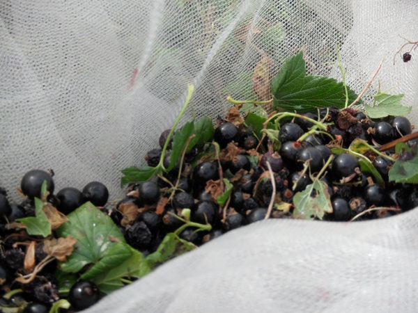 Ukusna jela od crnog ribiza - recepti