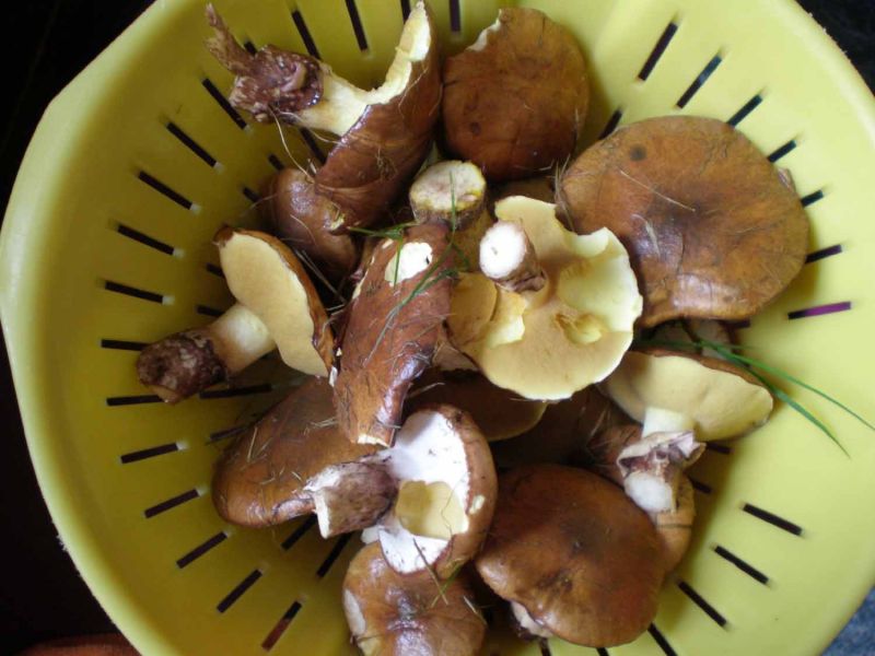 Masna udubina