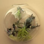 Florarium: izvorni ukras vašeg interijera Florarium: izvorni ukras vašeg interijera