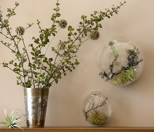 Florarium: izvorni ukras vašeg interijera