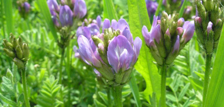 Astragalus: terapijska svojstva, fotografija, primjena