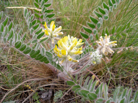 Astragalus: terapijska svojstva, fotografija, primjena