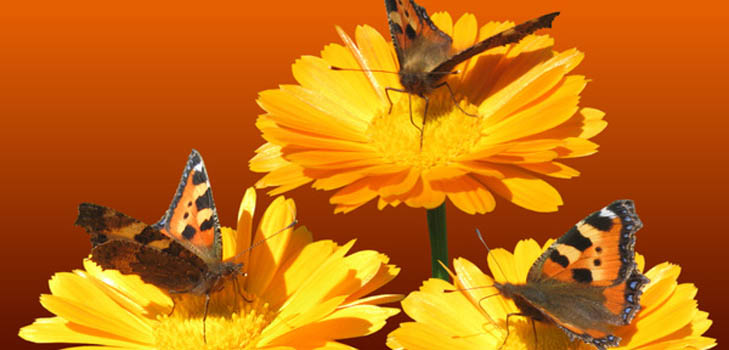 Calendula: ljekovita svojstva, primjena u narodnoj medicini