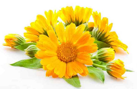 Calendula: ljekovita svojstva, primjena u narodnoj medicini