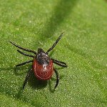 Označite borreliozu Označite borreliozu