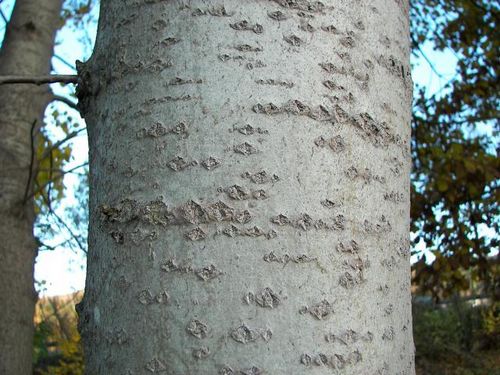 Ljekovita svojstva žbuke kore