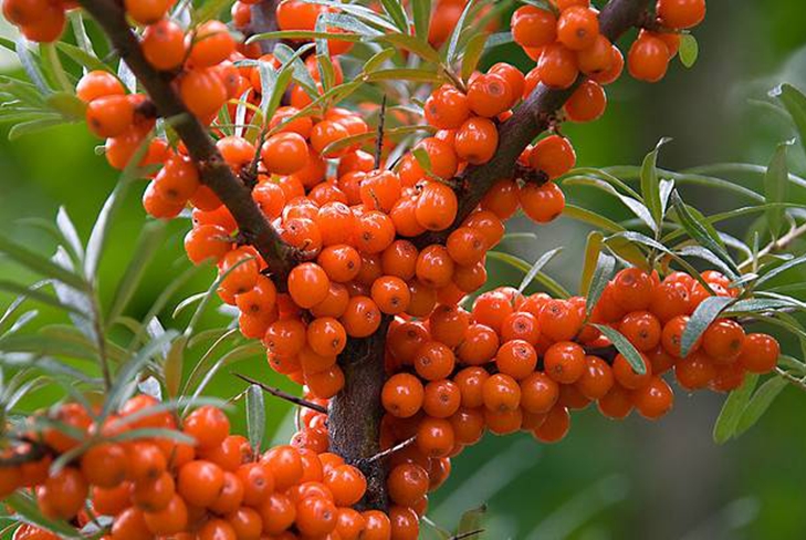 Nacionalna ljekarna: kako napraviti ulje od morske buckthorn
