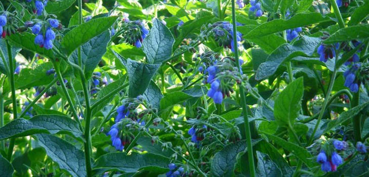 Comfrey officinalis: primjena i ljekovita svojstva trbuha