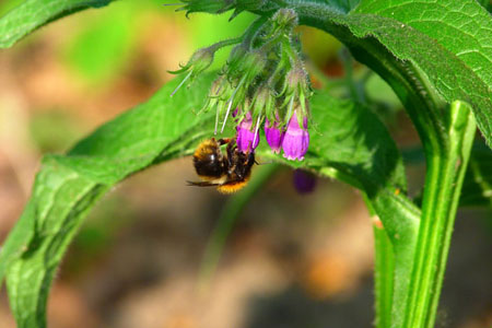Comfrey officinalis: primjena i ljekovita svojstva trbuha