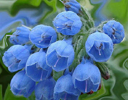Comfrey officinalis: primjena i ljekovita svojstva trbuha
