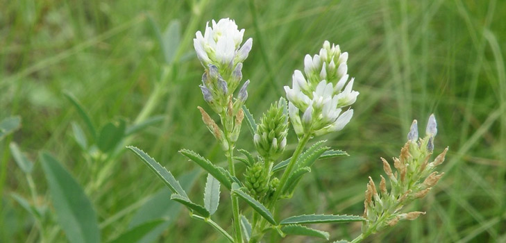 Fenugreek - što je to? Korisna svojstva piskavica (s fotografijom)