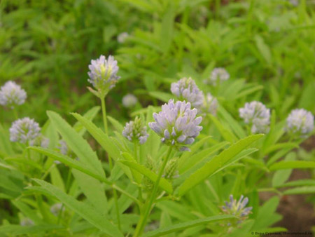 Fenugreek - što je to? Korisna svojstva piskavica (s fotografijom)