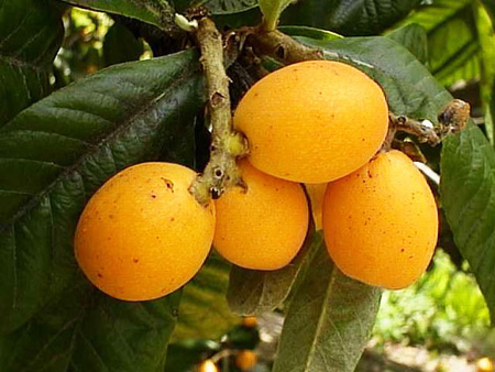 Korisna svojstva medlar, primjena u medicini