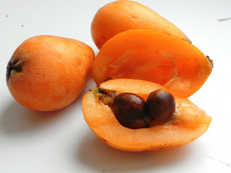 Korisna svojstva medlar, primjena u medicini