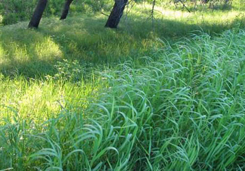 Korisna svojstva pšenične trave. Recepti tradicionalne medicine