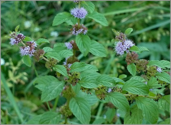 Motherwort u trudnoći