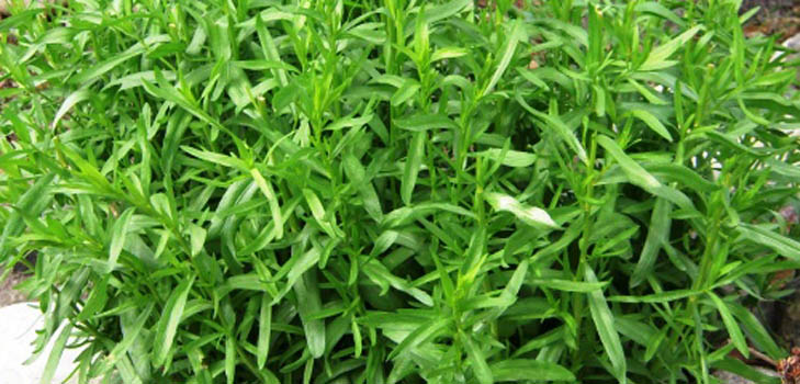 Tarhun (tarragon): primjena, korisna svojstva, fotografija