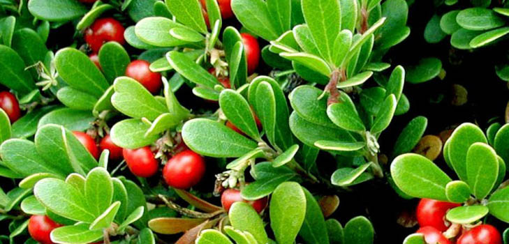Bearberry: ljekovita svojstva, primjena, fotografija